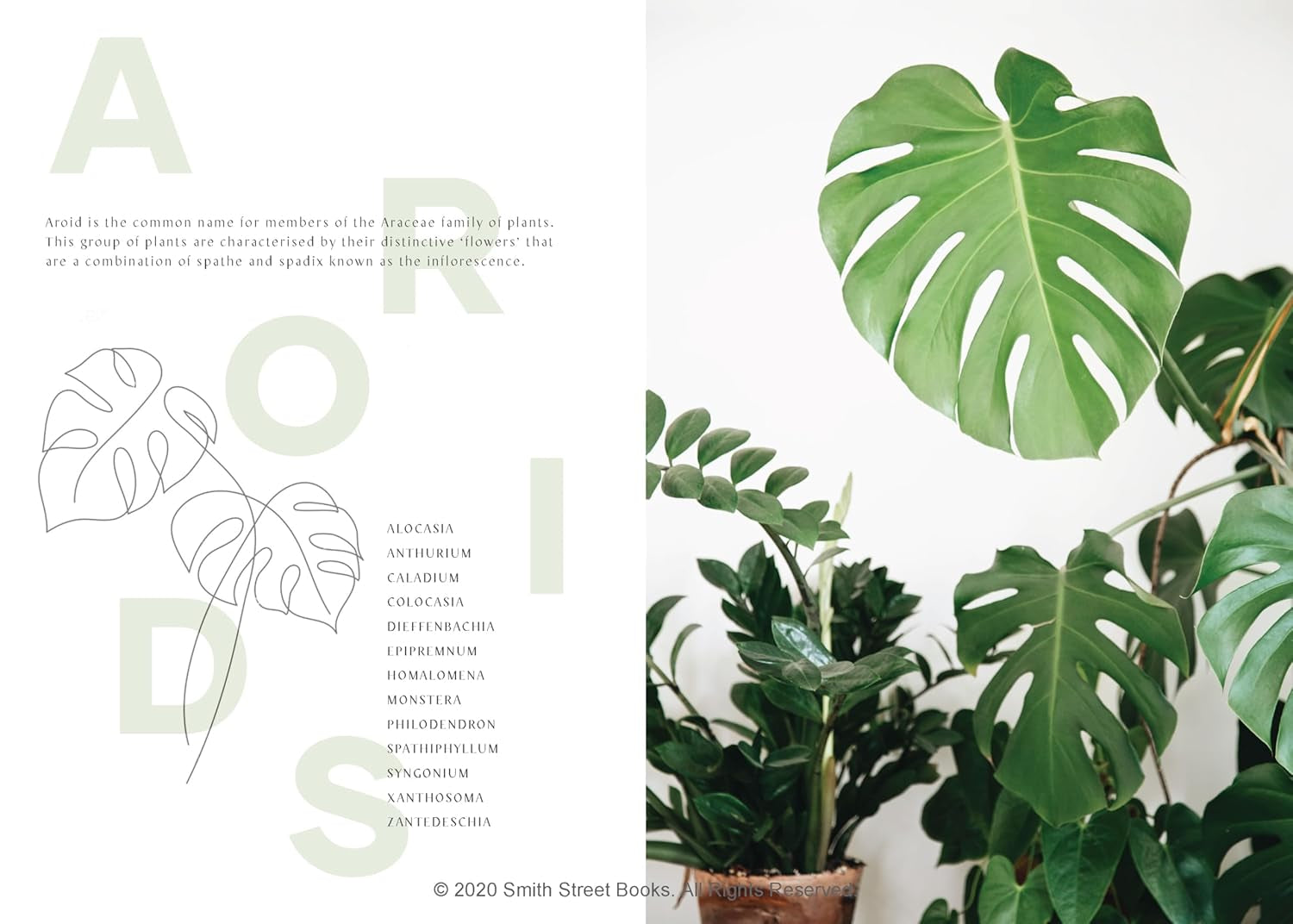 Plantopedia: the Definitive Guide to Houseplants
