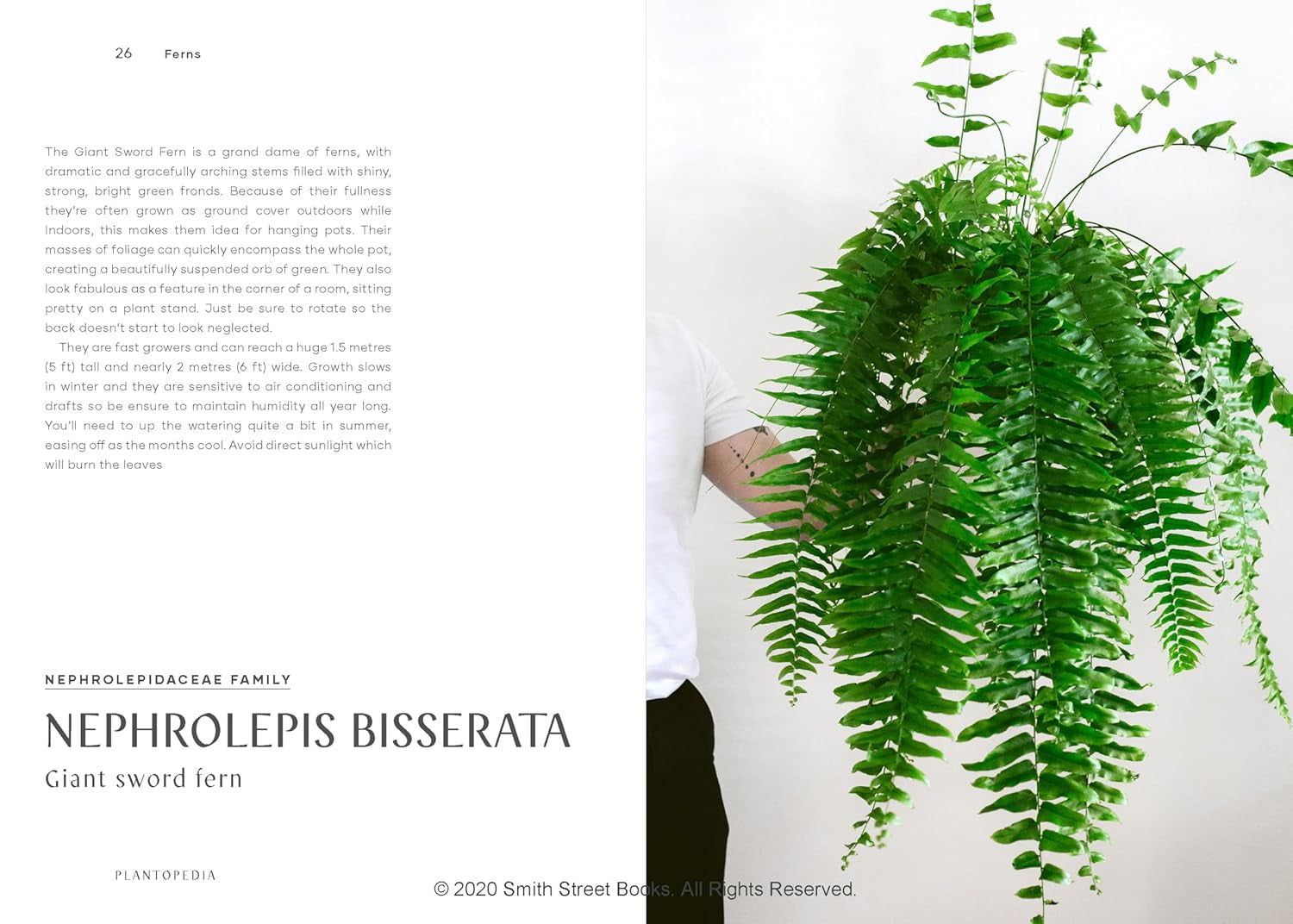 Plantopedia: the Definitive Guide to Houseplants