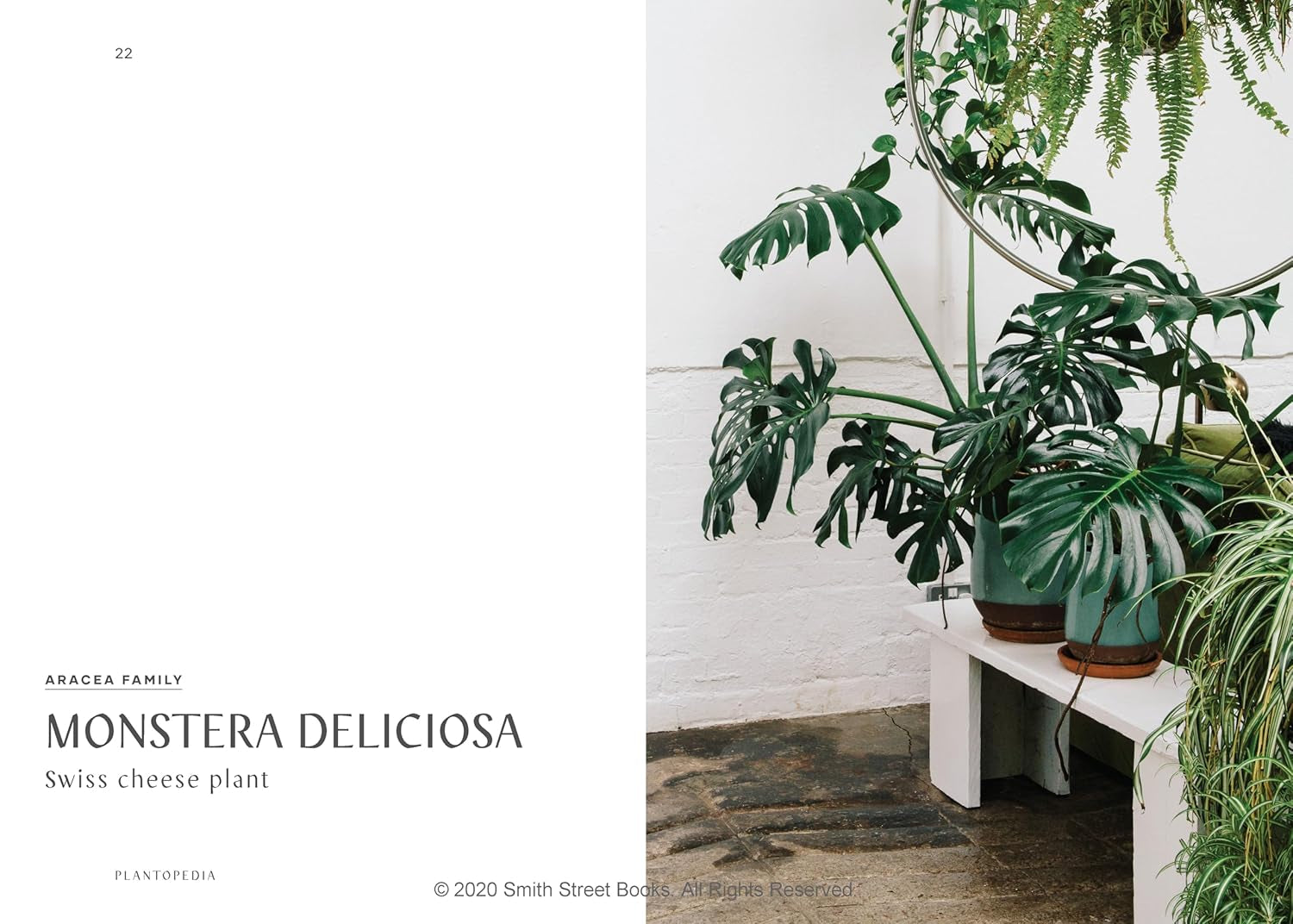 Plantopedia: the Definitive Guide to Houseplants