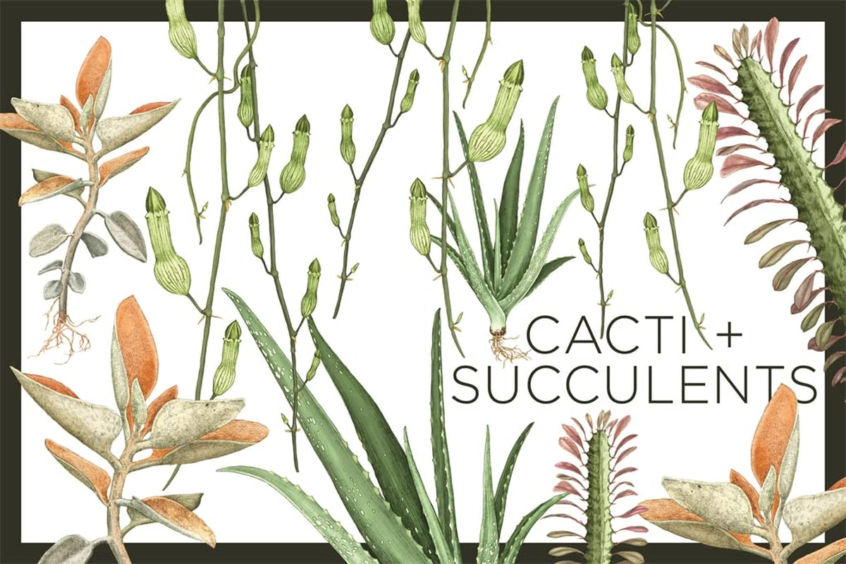 Plantopedia: the Definitive Guide to Houseplants